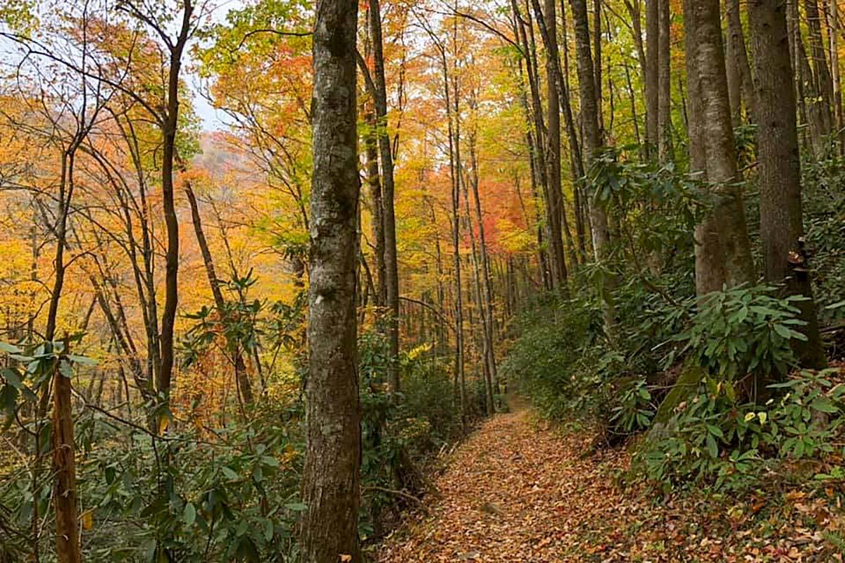 Hike in the Smoky Mountains this fall.