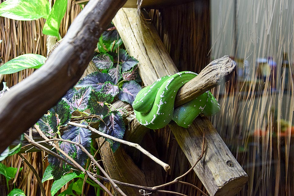 Lizard at Rainforest Adventures Zoo